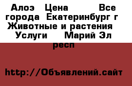 Алоэ › Цена ­ 150 - Все города, Екатеринбург г. Животные и растения » Услуги   . Марий Эл респ.